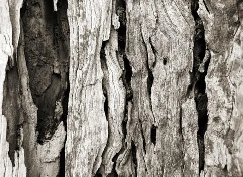 Bark texture of olive tree Stock Photos