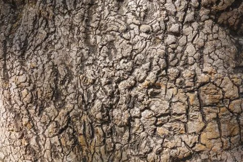Bark texture of an Ombu tree Stock Photos