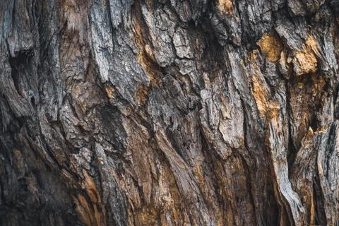 Bark texture of a Pagoda tree Stock Photos