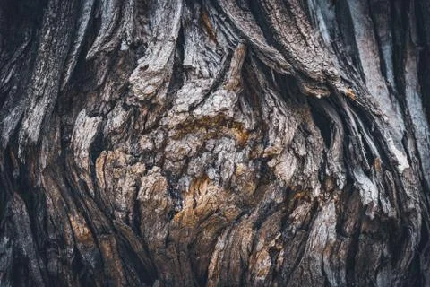 Bark texture of a Pagoda tree Stock Photos