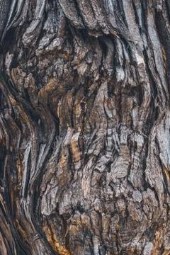 Bark texture of a Pagoda tree Stock Photos