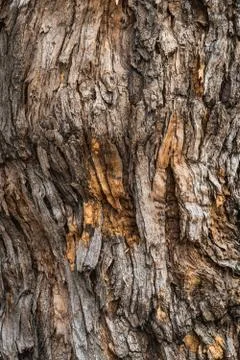 Bark texture of a Pagoda tree Foto stock