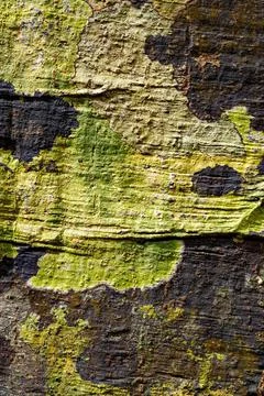 Bark texture, pattern for background or backdrop Foto stock