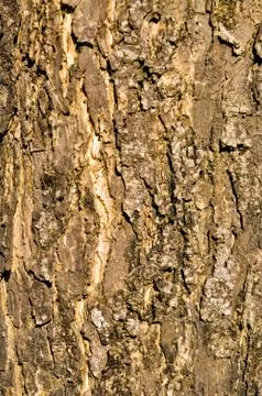 Bark texture Stock Photos