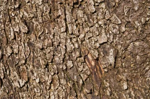 Bark texture Stock Photos