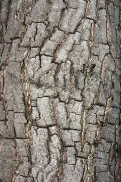 Bark texture. Stock Photos