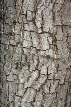 Bark texture. Stock Photos