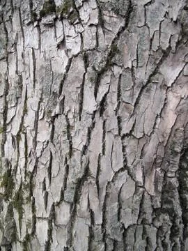 Bark texture Stock Photos