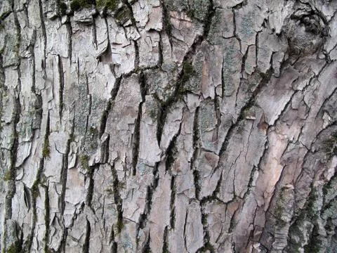 Bark texture Stock Photos
