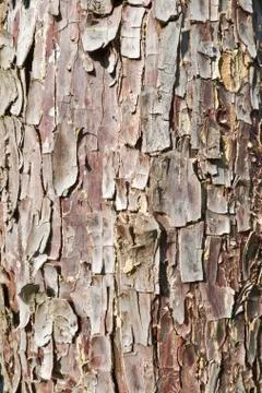 Bark  texture Stock Photos
