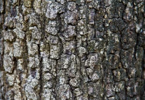 Bark texture Stock Photos