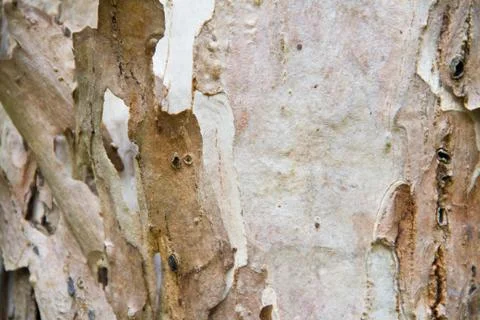 Bark texture Фото