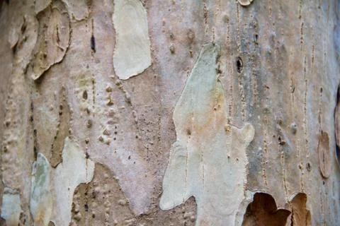 Bark texture Stock Photos
