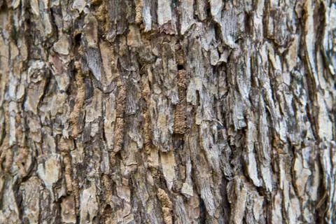 Bark texture Stock Photos