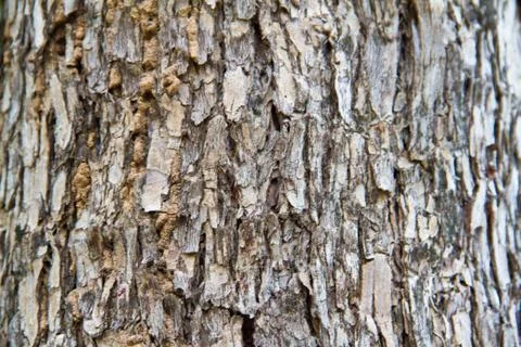 Bark texture Stock Photos