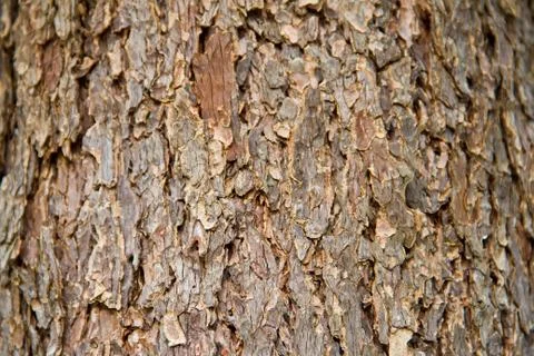 Bark texture Stock Photos