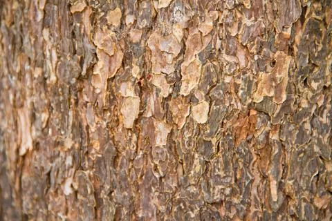 Bark texture Stock Photos