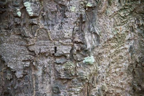 Bark texture Stock Photos