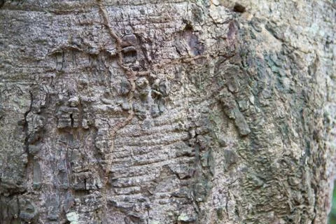 Bark texture Stock Photos