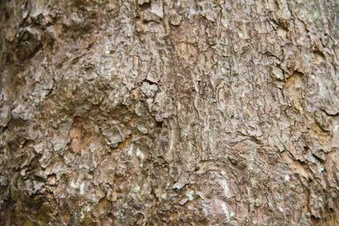 Bark texture Stock Photos