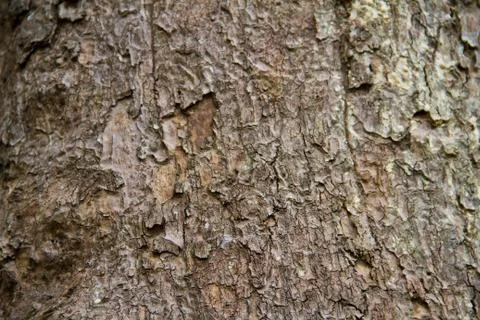 Bark texture Stock Photos