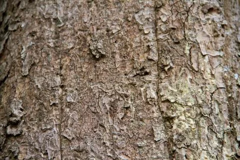 Bark texture Stock Photos
