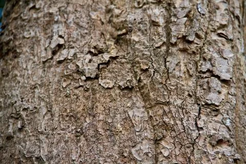 Bark texture Stock Photos