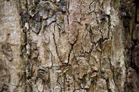 Bark texture Stock Photos