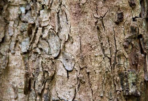 Bark texture Stock Photos