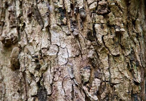 Bark texture Stock Photos