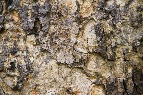 Bark texture Stock Photos