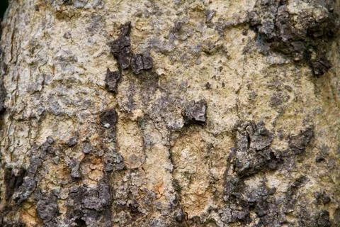 Bark texture Stock Photos