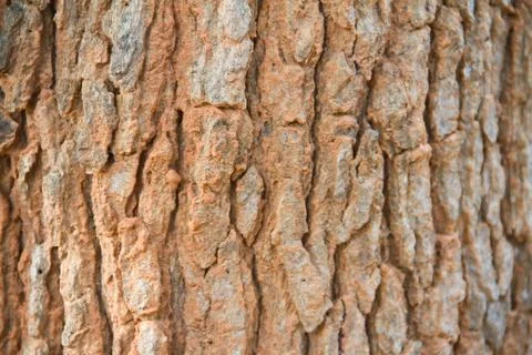 Bark texture Foto stock