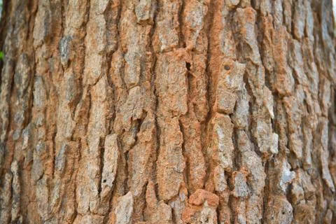 Bark texture Stock Photos