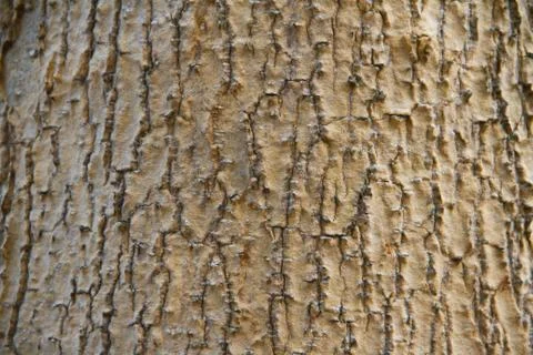 Bark texture Stock Photos
