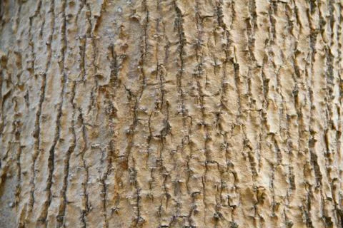 Bark texture Stock Photos