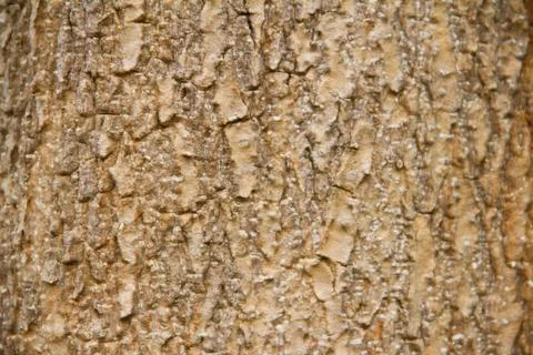 Bark texture Stock Photos
