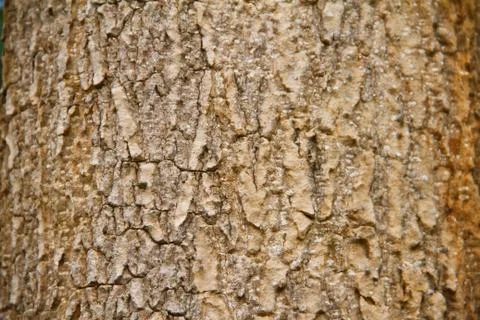 Bark texture Stock Photos