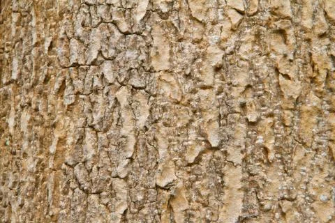 Bark texture Stock Photos