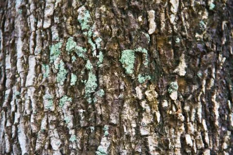 Bark texture Stock Photos