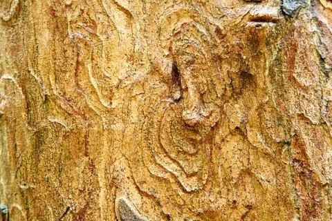 Bark texture Stock Photos