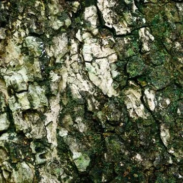 Bark texture Stock Photos