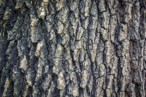 Bark texture Stock Photos