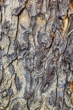 Bark texture Stock Photos