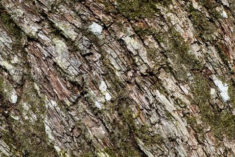 Bark texture Stock Photos