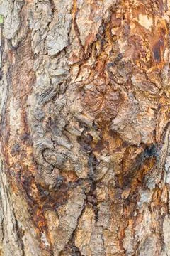Bark Texture Stock Photos