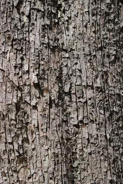Bark texture Stock Photos