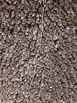 Bark texture 스톡 사진