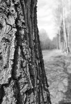 Bark texture Stock Photos