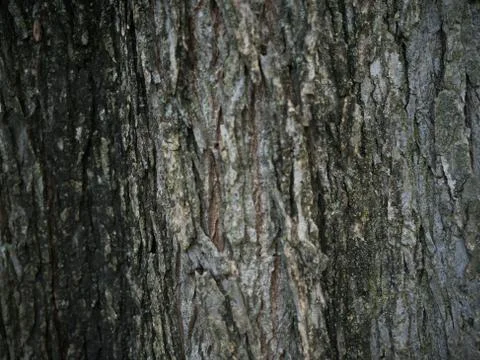 Bark Texture Stock Photos